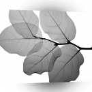 Abstract Tree Black White A1 Xlarge Canvas