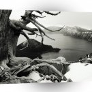 Abstract Tree Deadly Shore A1 Xlarge Canvas
