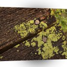 Abstract Wood Fungus A1 Xlarge Canvas