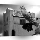 Animals Birds Crow City A1 Xlarge Canvas
