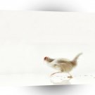 Birds Headless Chicken A1 Xlarge Canvas