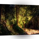 Tree Night Of Day A1 Xlarge Canvas
