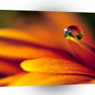 Water Drops Perfectness A1 Xlarge Canvas