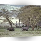 Africa Elephant Tanzania A1 Xlarge Canvas
