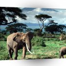 Africa Elephants Mount Kilimanjaro A1 Xlarge Canvas