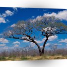 Africa Shakawe Botswana A1 Xlarge Canvas
