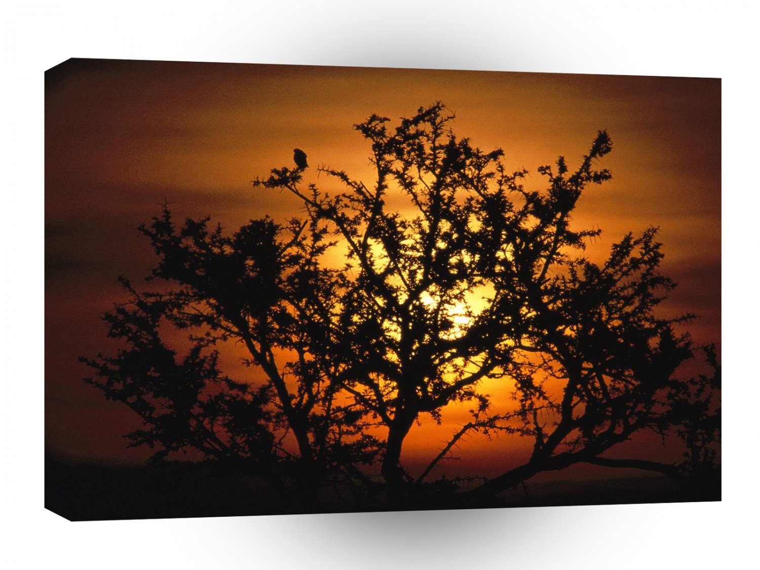 Africa Sunset Through Acacia Trees Tanzania A1 Xlarge Canvas