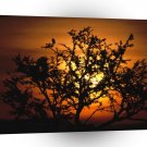 Africa Sunset Through Acacia Trees Tanzania A1 Xlarge Canvas