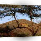 Africa Watchfull Eyes Leopard Kenya A1 Xlarge Canvas