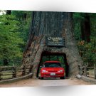 California Chandelier Tree Leggett A1 Xlarge Canvas