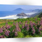 California Lupines California Coastline A1 Xlarge Canvas