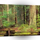 California Sentinels Of Time Big Basin Redwood A1 Xlarge Canvas