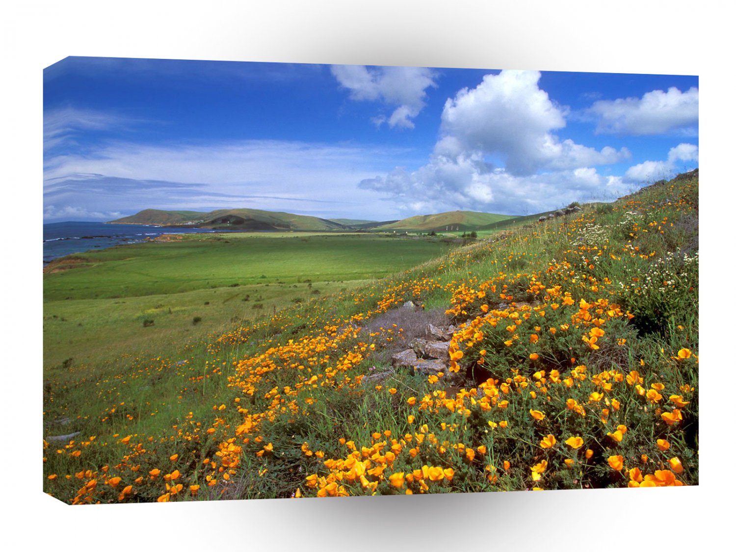 California Spring Coast A1 Xlarge Canvas