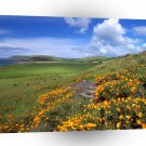 California Spring Coast A1 Xlarge Canvas