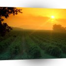 California Vineyard Napa Valley A1 Xlarge Canvas