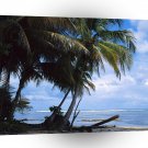 Central American Caibbean Coconut Palms Beach Costa Rica A1 Xlarge Canvas