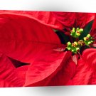 Christmas Pretty Poinsettia A1 Xlarge Canvas