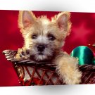 Christmas Seasons Wishes Cairn Terrier Puppy A1 Xlarge Canvas