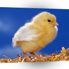 Easter Real Peep A1 Xlarge Canvas
