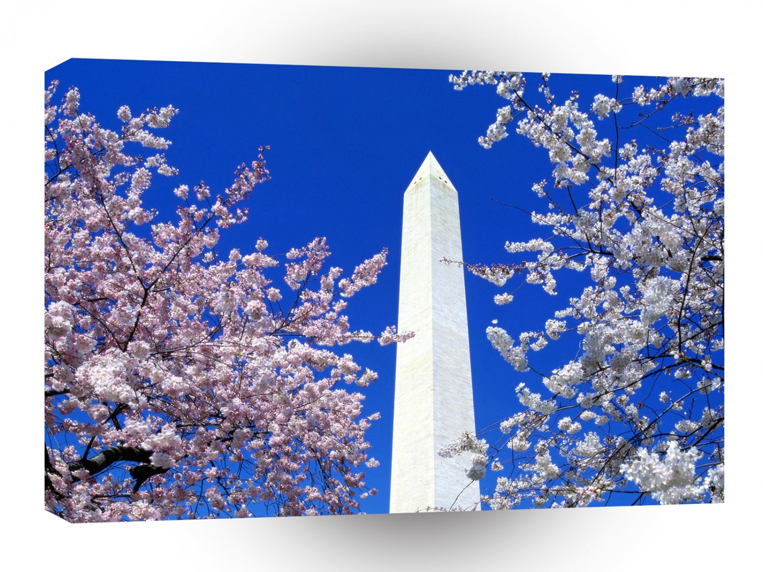 Famous Landmarks Cherry Blossoms Monument A1 Xlarge Canvas