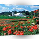 Farms And Barns Farm And Poppies Bardstown Kentucky A1 Xlarge Canvas
