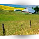 Farms And Barns Mustard Flowers On Farm Washington A1 Xlarge Canvas