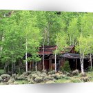 Farms And Barns Old Cabin Aspen Trees Gould Colorado A1 Xlarge Canvas