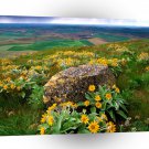 Farms And Barns Palouse Farm Country Washington A1 Xlarge Canvas
