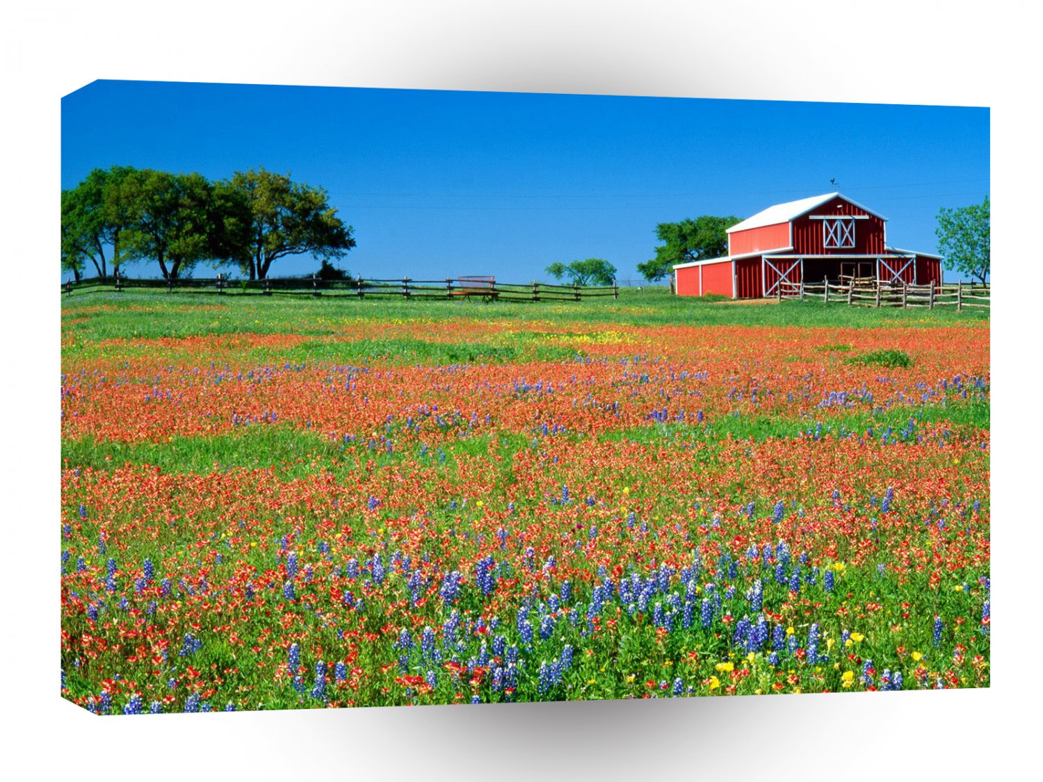 Farms And Barns Red Barn And Texas Paintbrush Texas A1 Xlarge Canvas