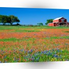 Farms And Barns Red Barn And Texas Paintbrush Texas A1 Xlarge Canvas