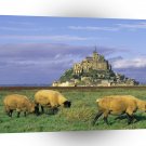 France Sheep Mont Saint Michel Normandy A1 Xlarge Canvas