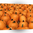 Halloween Pumpkin Party A1 Xlarge Canvas
