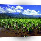 Hawaii Taro Fields Of Hanalei Kauai A1 Xlarge Canvas