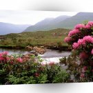 Ireland Rhododendrons Bloom River Bundorragha A1 Xlarge Canvas