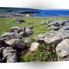 Ireland Wildflowers Burren A1 Xlarge Canvas
