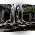 Landscape Old Tree Temple A1 Xlarge Canvas