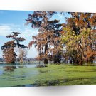 Louisiana Atchafalaya Basin A1 Xlarge Canvas