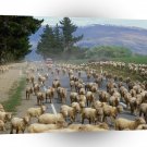New Zealand A1 Xlarge Canvas