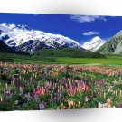 New Zealand Spring Meadow Mount Cook A1 Xlarge Canvas
