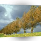 North Europe Poplars Holland The Netherlands A1 Xlarge Canvas