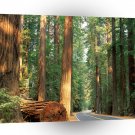 Roads Avenue Giants Humboldt Redwood California A1 Xlarge Canvas