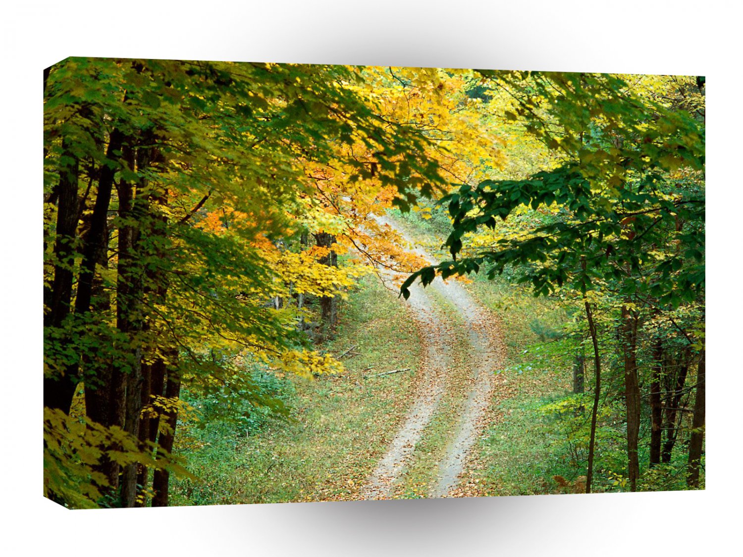 Roads Forest Trail A1 Xlarge Canvas