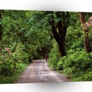 Roads Kylemore Wood Road County Galway Ireland A1 Xlarge Canvas