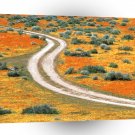 Roads Poppies Of Antelope Valley California A1 Xlarge Canvas