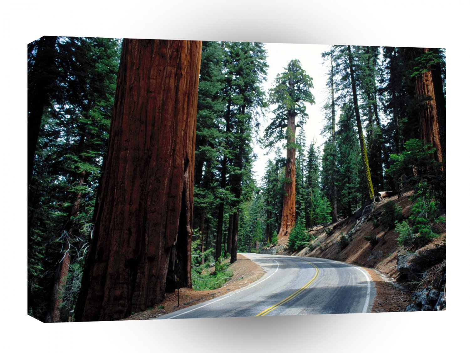 Roads Redwood Road Sequoiapark A1 Xlarge Canvas