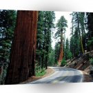 Roads Redwood Road Sequoiapark A1 Xlarge Canvas