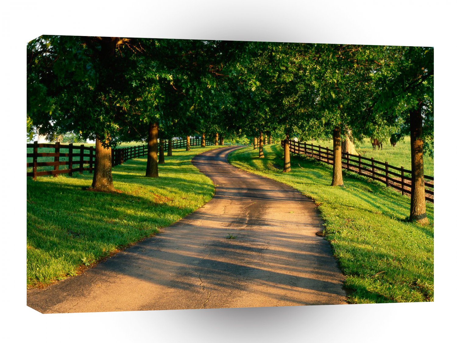Roads Tree Lined Drive On Horse Farm Kentucky A1 Xlarge Canvas