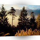 Switzerland Twilight In The Woods Valais A1 Xlarge Canvas