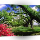 United States Boone Hall Plantation South Carolina A1 Xlarge Canvas