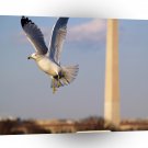 United States Washington Dc Gull A1 Xlarge Canvas